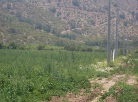CURACAVI, VENTA TERRENO AGRICOLA , CAMINO EL TORO 70