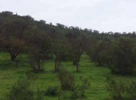 Parcela Los Maquis $42.500.000 12.000 metros cuadrados