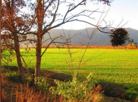 CURACAVI, HERMOSAS PARCELAS PLANAS DE 2  HECTAREAS CAMINO ALHUE