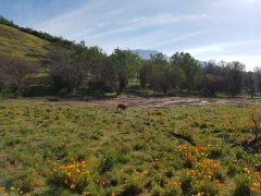 CURACAVI, VENTA HERMOSA PARCELA PLANA HACIENDA SAN JOSE