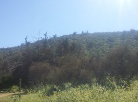 CURACAVI, VENTA TERRENO 29 HECTAREAS, AURORA