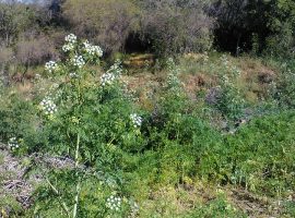 CURACAVI, VENTA PARCELA HACIENDA SAN JOSE