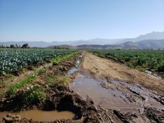 CURACAVI, VENTA TERRENO AGRICOLA EL AJIAL 19360