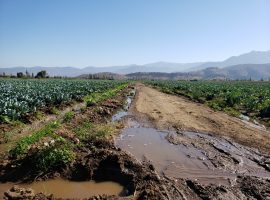 CURACAVI, VENTA TERRENO AGRICOLA EL AJIAL 19360