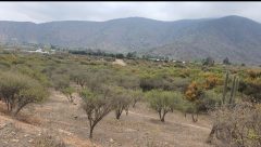 Curacavi, venta hermosa parcela bosques de miraflores