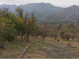 Quilpue, colliguay, venta parcela orilla camino