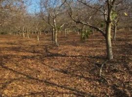 Curacavi, venta terrenos agricolas Encanto