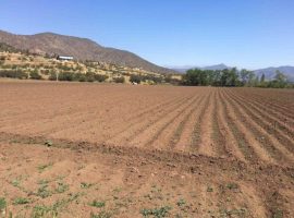 Curacavi, venta predio Agricola Alhue 790