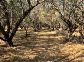 Curacaví, venta parcela El Encanto 3 LR