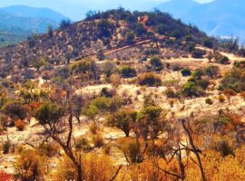 Curacaví, Venta parcela Fundo el Mauco 20 LR